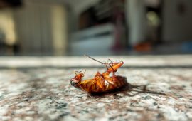 Dead cockroach on floor