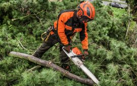 tree cutting